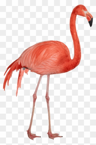 Flamingo - Flamingo Transparent Background Clipart