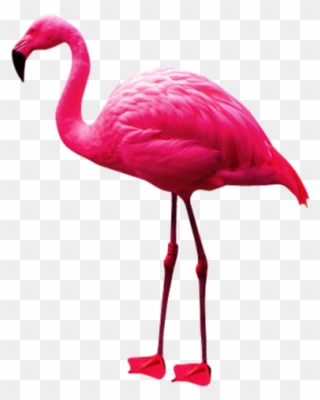 Transparent Pink Flamingo Clipart - Flamingo Png