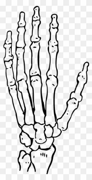 Bones Of The Hand - Human Hand Skeleton Drawing Clipart