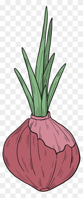 Sprouted Onion Clipart - Shallot - Png Download