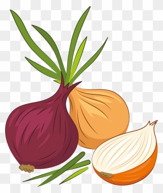 Onion Clipart - Red Onion - Png Download