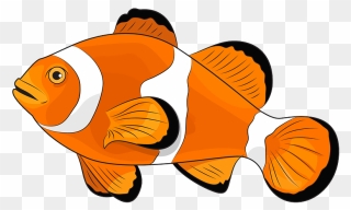 Amphiprion Ocellaris Clipart - Coral Reef Fish - Png Download