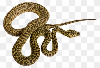 19 Rattlesnake Vector Pattern Huge Freebie Download - Snake From Above Clipart