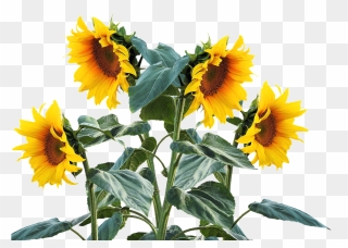Common Sunflower Plant Sunflower Seed Clip Art - Sunflower Plant Png Transparent Png
