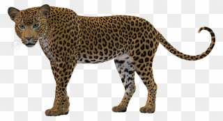Transparent Cheetah Print Clipart - Leopard Clipart - Png Download
