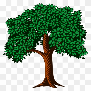Pine Family,plant,leaf - Many Leaves Are On A Tree Clipart