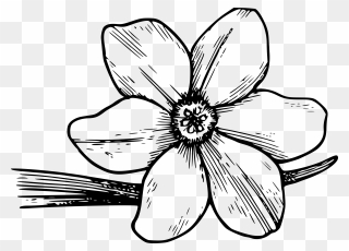 Growth Drawing Flower Transparent Png Clipart Free - Violet Flower Black And White Png