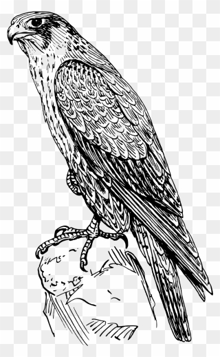 Falcon Black And White Clipart - Png Download