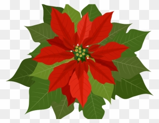 Clipart Christmas Flower Png Transparent Png