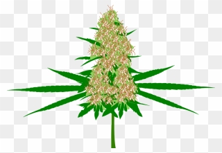 Cartoon Weed Plant Clipart