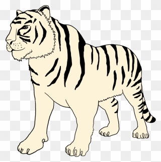 White Tiger Clipart - Bengal Tiger - Png Download