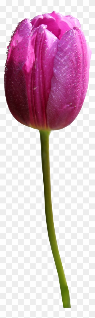 Tulip Clipart 1 Flower - Purple Tulip Png Transparent Png