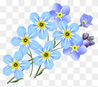 Forget Me Not Clipart Transparent - Draw Forget Me Not Flower - Png Download
