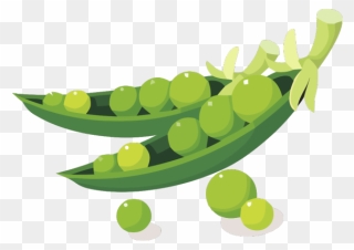 Soybean Clipart - Png Download