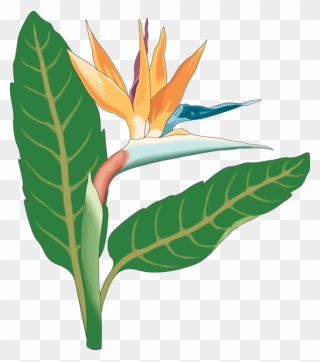 Bird Of Paradise Flower Drawings Clipart