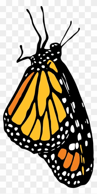Monarch - Monarch Butterfly Clipart - Png Download