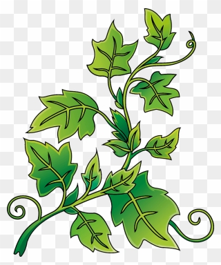 Ivy Clipart - Png Download