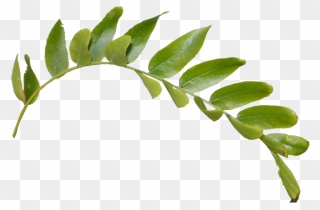 Green Leaf Png Clipart - Transparent Background Green Leaf Png
