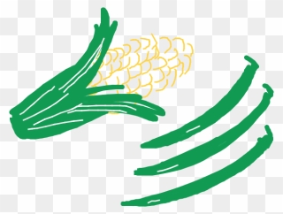 Drawing Of Sweetcorn And Runner Beans - Illustration Clipart