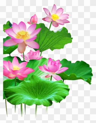 Mq Lotus Flower Flowers Pink Waters Green Leaf - Clip Art Lotus Png Transparent Png