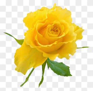 Garden Roses Yellow Flower Clip Art - Yellow Rose On Transparent Background - Png Download