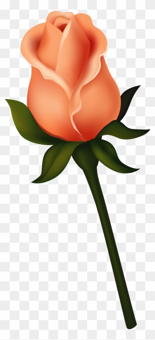 Ruže « Category - Orange Rose Flowers Clipart - Png Download