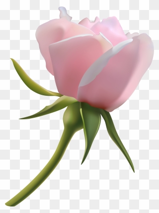 Clipart Roses Rose Bud - Png Download