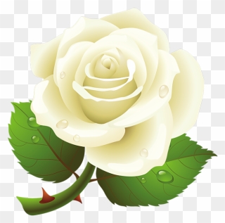 White Rose Clipart Vector - White Rose Vector Png Transparent Png