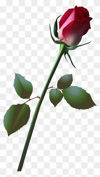 Beautiful Rose Bud Png Clip Art Image - Vector Flowers Transparent Png