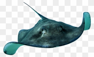 Stingray Png - Real Sea Animals Png Clipart