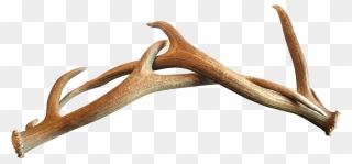 Deer Antler Horn Wood - Antler Clipart
