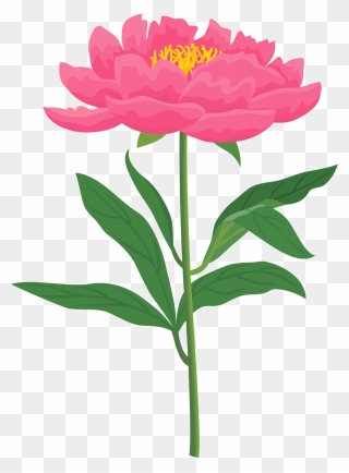 Chinese Peony Clipart