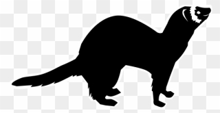 Mink Drawing Polecat - Ferret Clipart