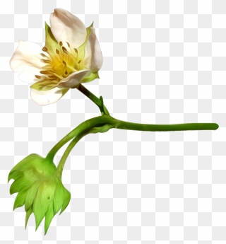 Flower, Petal, Cotton, Plant Png Image With Transparent - Flower Clipart