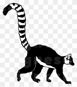 Lemur Tail Transparent Png - Lemur Png Black And White Clipart