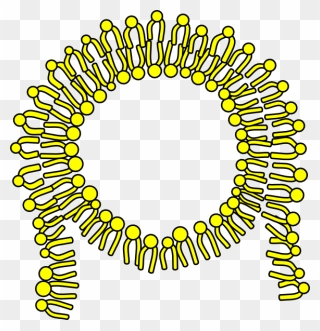 Cell Membrane Clipart - Png Download