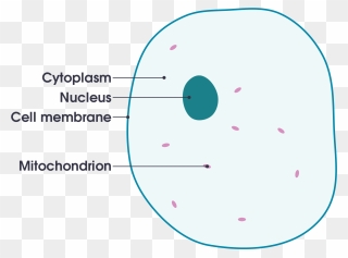 Cell Membrane Definition For Kid Clipart