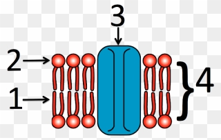 Cell Membrane Numbered Clipart