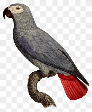 Library Of Turkey Vulture Vector Free Stock Png Files - Grey Parrot Clipart