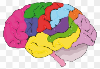 Cerveau Zones Fonctionnelles - Nervous System Clipart