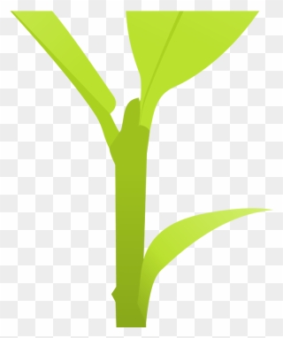 Transparent Sprout Clipart - Small Plant Transparent Background - Png Download