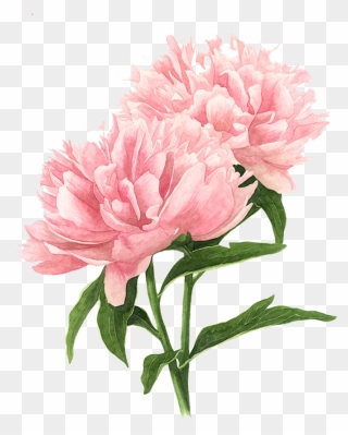 Pink Peony Watercolor Flowers Painting Drawing Clipart - Peony Watercolor Painting - Png Download