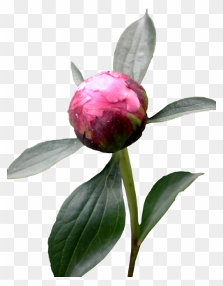 Peony Png Hd - Peony Png Leave Clipart