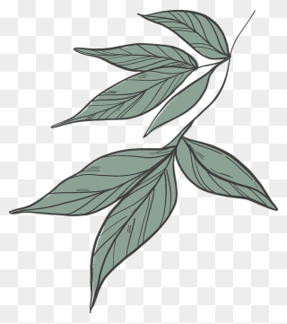 Peony Leaves Clipart - Png Download