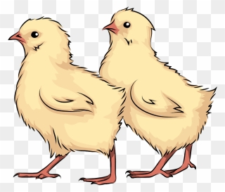 Chicks Clipart - Chicken - Png Download