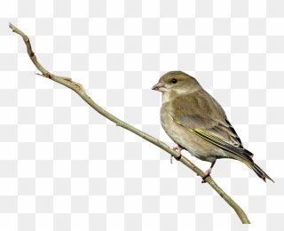 Birds Transparent Clear Background - Greenfinch Png Clipart