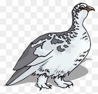 Ptarmigan Clip Art - Ptarmigan Clipart - Png Download