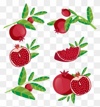 Pomegranate Clipart Branch - Delima Vector - Png Download