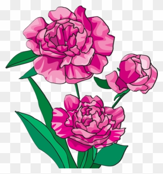 Peony Clipart Boho - Peony Clipart - Png Download