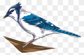 Blue Jay Clipart - Blue Jay - Png Download